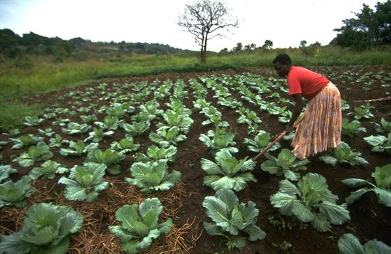 IFAD Food Safety Uganda 15269