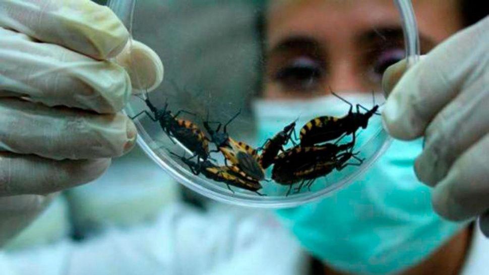 Chagas Diseases Chagas disease