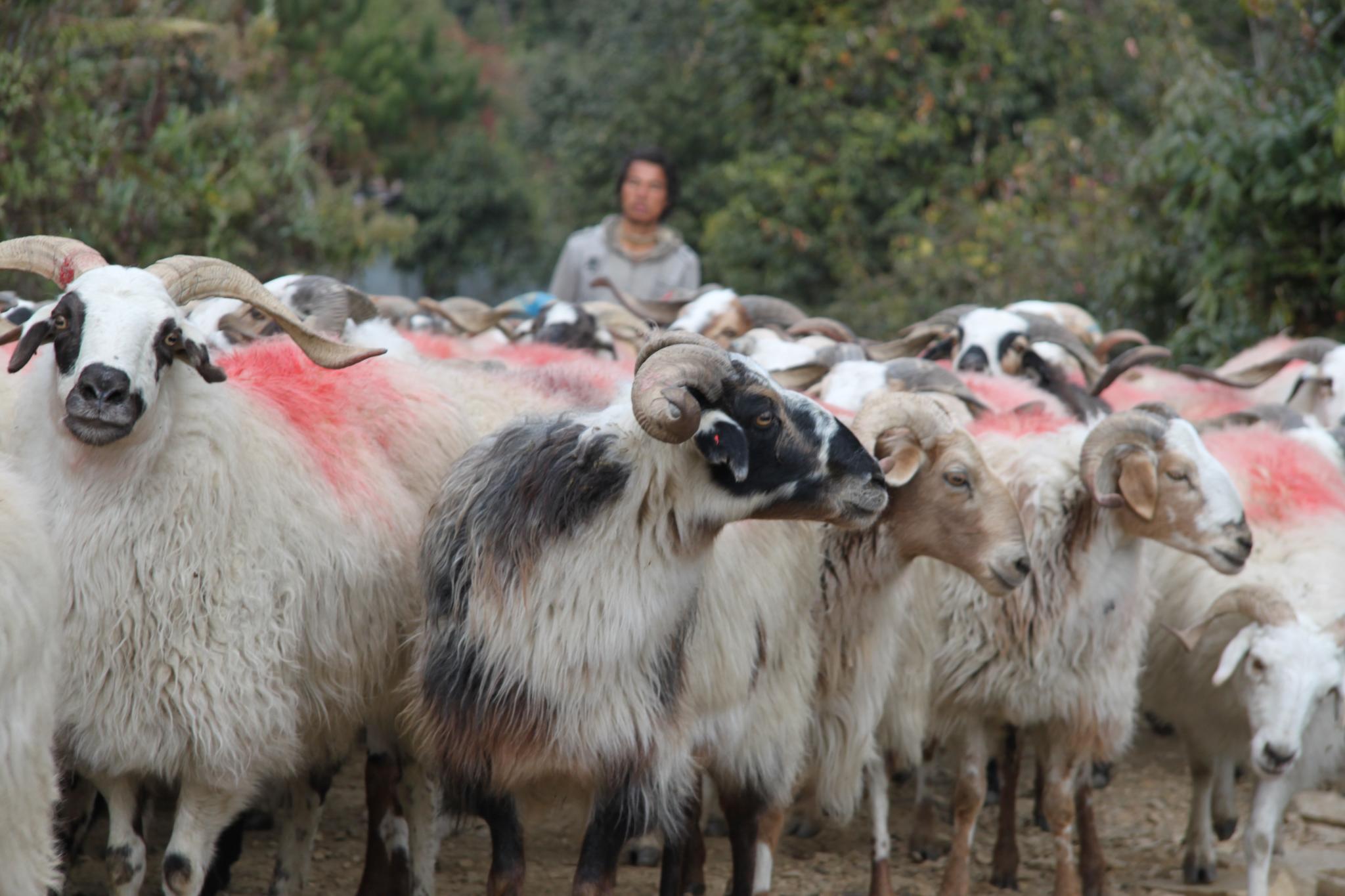 4253010045_f1df5a765b_o