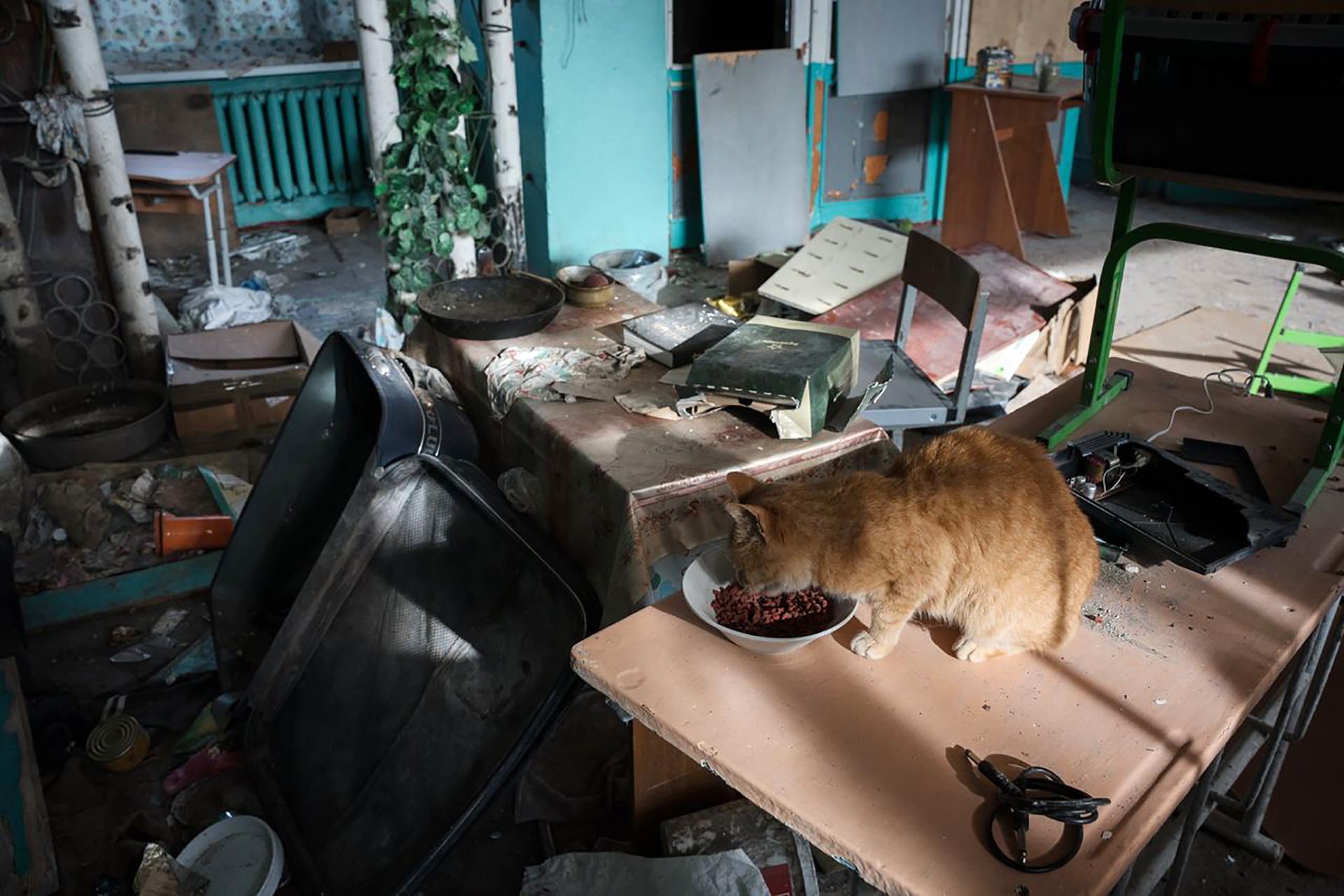 Eliminating rabies: Ukraine’s journey from crisis to control