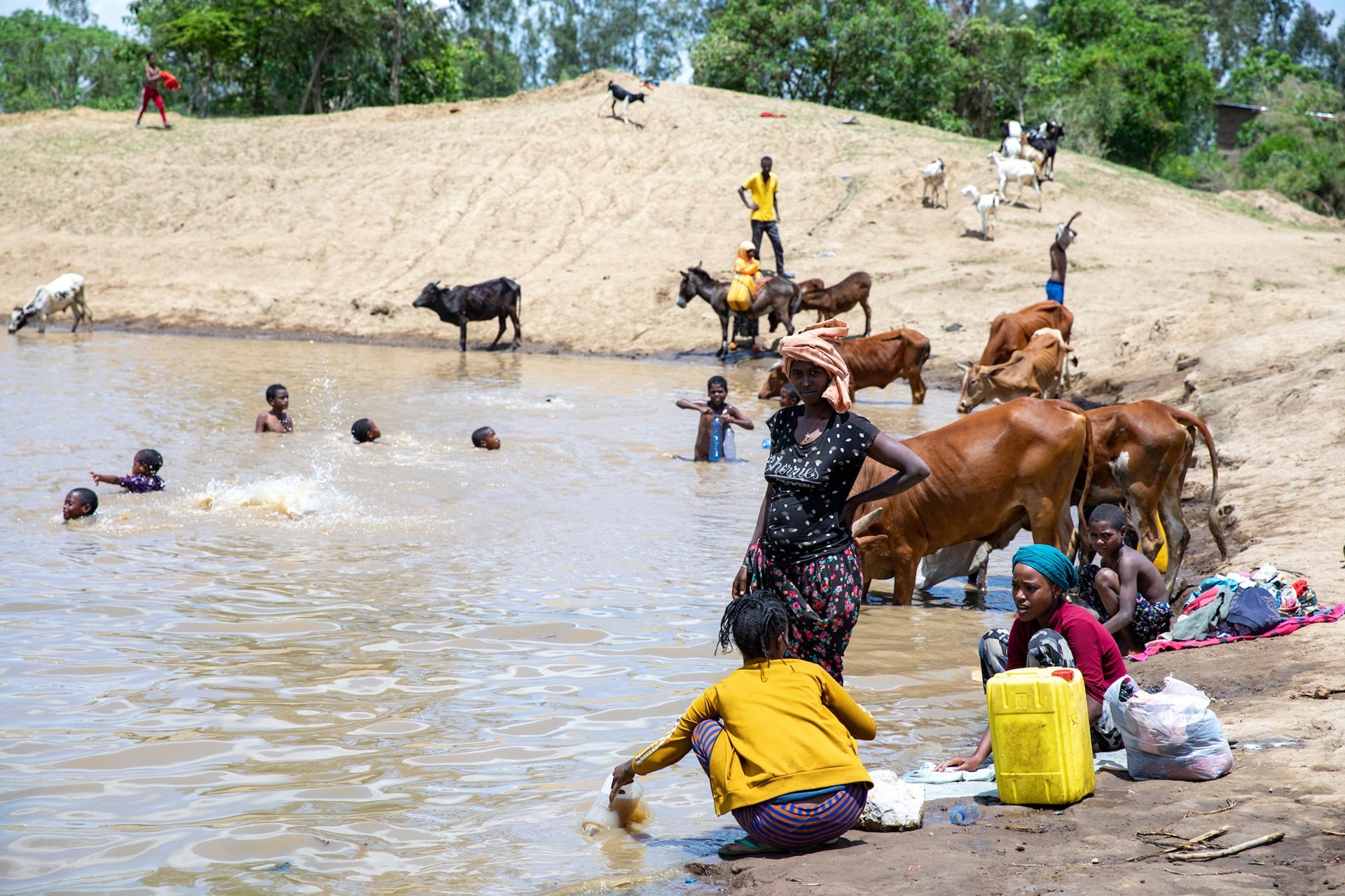 Ethiopia cattle and drinking water A pond in Ethiopia home to freshwater snails that host schistosomiasis