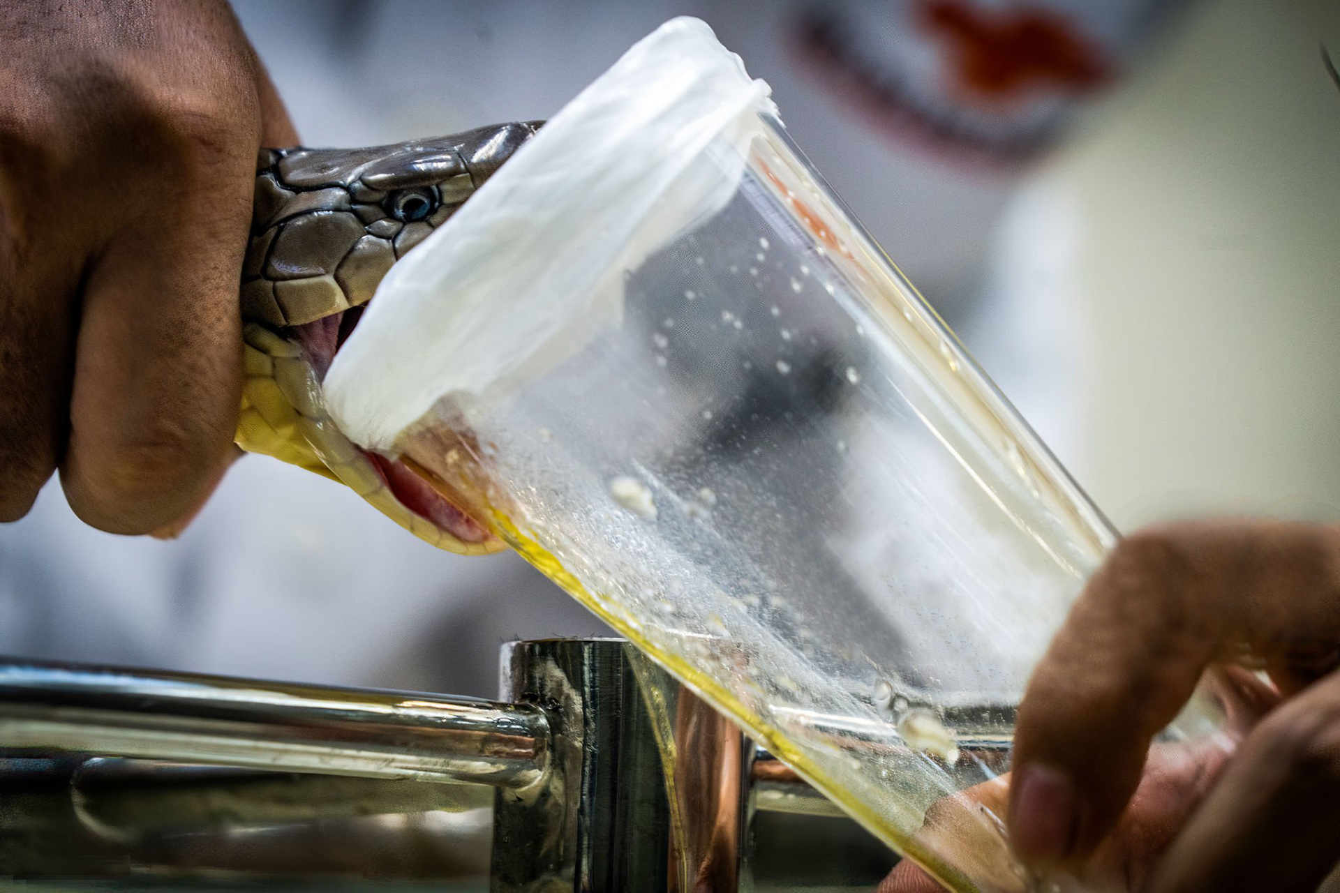 A snake handler extracts venom from a cobra at Queen Saovbha Memorial Institute in Bangkok, Thailand
