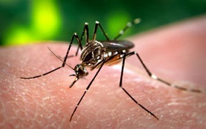 zika_virus_pic zika_virus_pic